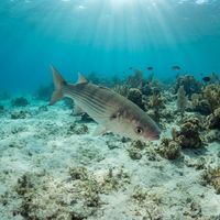 Adult thicklip grey mullet with silvery-grey flanks and thick lips schooling near a shallow rocky reef.