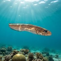 Spotted Cusk-eel