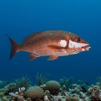 Two-tone Fingerfin