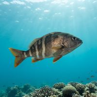 Adult Peruvian Morwong with mottled grey-brown body hovering over a rocky temperate reef.