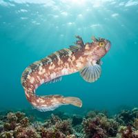 Atlantic Warbonnet
