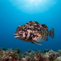 Eastern Kelpfish
