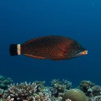 Chiseltooth Wrasse