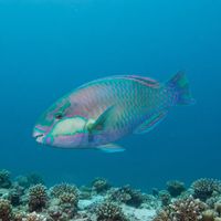 Adult Bleeker's parrotfish with a greenish-blue body and pink-edged scales grazing on a coral reef.