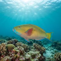 Steephead Parrotfish