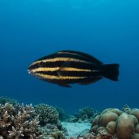 Adult blunt-head parrotfish with a grey-green body and steep bulging forehead grazing over a coral reef.