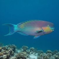Adult steephead parrotfish with a bulging steep forehead and blue-green scales grazing on a coral reef.