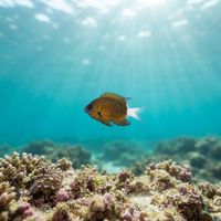 Chocolate-dip Chromis