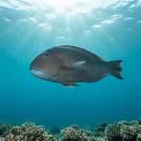 Blue Tuskfish