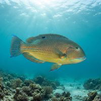 Blackspot Tuskfish