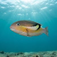 Black-blotch Tuskfish