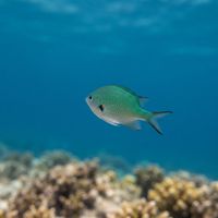 Black-axil Chromis