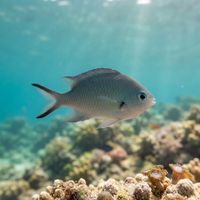 Arabian Chromis
