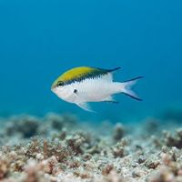 Barrier Reef Chromis