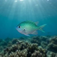 Small school of blue-green chromis with pale turquoise bodies hovering above a coral reef.