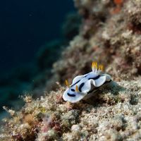 Chromodoris Alcalai