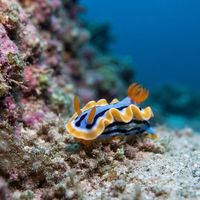 Adult Anna's Chromodoris nudibranch with a purple mantle and orange-tipped gill cluster on dark reef rubble.
