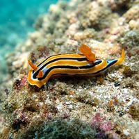 Chromodoris Celinae