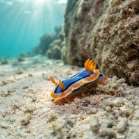 Aquafresh Rainbow Dorid