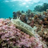 Chromodoris Kalawakan