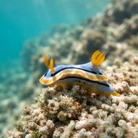 Streaked Chromodoris