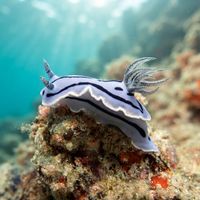 Willan's Chromodoris