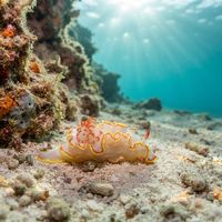Chromolaichma Hemera nudibranch on coral rubble in warm Caribbean reef water.