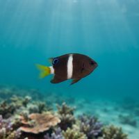 Surge Damselfish