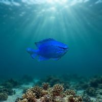 Small electric-blue damselfish with a black-edged tail hovering over shallow coral reef.