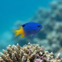 Small Tracey's Demoiselle damselfish with dark blue body hovering near coral rubble on a reef.