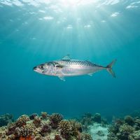 Chub Mackerel