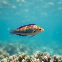 Dotted Wrasse