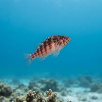 Redbarred Hawkfish