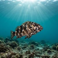 Stocky Hawkfish