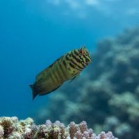 Chestnut Blenny