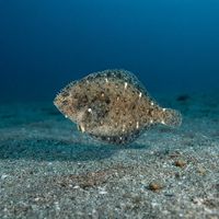Speckled Sanddab