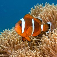 Clark's Anemonefish with bold yellow, black and white banding resting among the tentacles of a sea anemone on a tropical reef.
