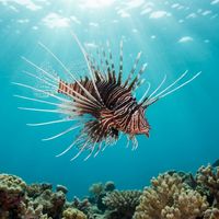Clearfin Lionfish with bold white-and-brown striped body and long, translucent pectoral fins resting on a coral reef.