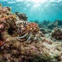 Small hermit crab with reddish legs and a borrowed shell resting among shallow rocks and algae.