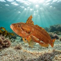 Super Klipfish resting on a rocky reef ledge amid kelp, mottled brown and olive with pale blotches.