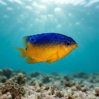 Cocoa Damselfish (Stegastes xanthurus) underwater