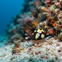 Fried Egg Bubble Snail