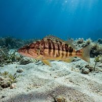 Comber fish with brownish-orange body, pale horizontal stripes and blotchy markings resting near a rocky Mediterranean seabed.