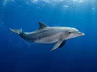 Bottlenose dolphin with grey body, pale belly, and short rounded beak swimming in open blue water.