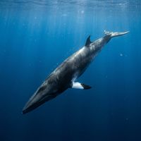 Common minke whale showing its streamlined dark grey body and white flipper band swimming near the ocean surface.