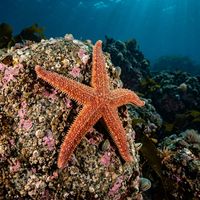 Common sea star with five orange-brown arms and a rough, tubercle-covered surface resting on a rocky seabed.