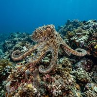 Common Sydney Octopus with mottled reddish-brown skin and textured mantle resting among rocks on a shallow reef.