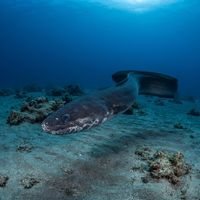 Large grey-brown European conger eel with a thick body coiled inside a rocky crevice on the seabed.