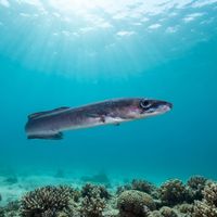 Conger Eel