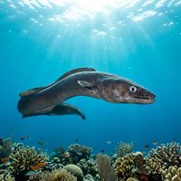 Conger eel with pale grey-brown elongated body and smooth scaleless skin resting inside a rocky crevice on a reef.